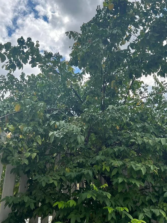 Oasis Realm Apartment Kingston Jamaica